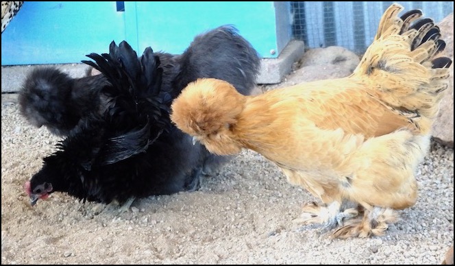 3 bantam chickens black and gold